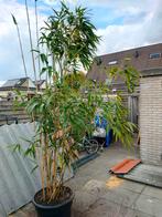 Mooi bamboe plant., Tuin en Terras, Planten | Bomen, Bloeit niet, Halfschaduw, Overige soorten, Ophalen