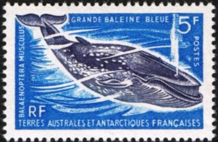 FRANS ANTARCTICA 28 - Dieren: zoogdieren (blauwe vinvis), Postzegels en Munten, Postzegels | Thematische zegels, Postfris, Dier of Natuur