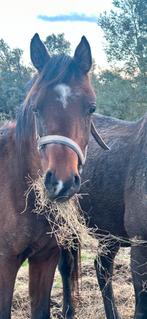 Geweldig lieve 1.5 jarige hengst, Dieren en Toebehoren, Paarden, Niet van toepassing, Dressuurpaard, 0 tot 2 jaar, Hengst