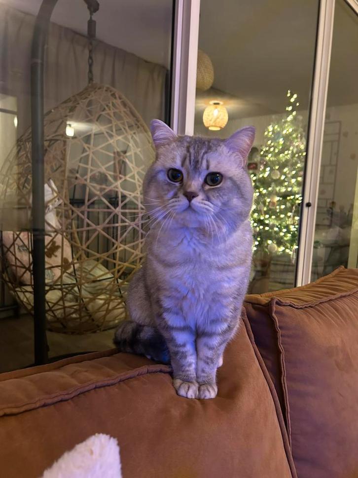 Billy zoekt brits korthaar vriendje voor het leven, Dieren en Toebehoren, Katten-accessoires, Ophalen