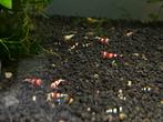 Cardinia crystal red en black garnalen, Dieren en Toebehoren, Kreeft, Krab of Garnaal