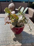 Kalanchoe Humilis Vetplant, Zomer, Ophalen of Verzenden, Overige soorten, Volle zon