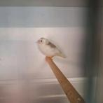 Jonge bonte zebravink, Dieren en Toebehoren, Vogels | Overige Vogels, Geslacht onbekend, Geringd