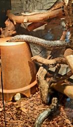 Trio Eastern rat snake panterophis alleghaniensis calico, Dieren en Toebehoren, Slang
