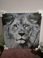 Leeuw glazen schilderij, Ophalen, Nieuw, Schilderij, Minder dan 50 cm