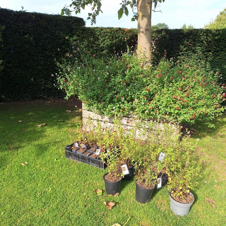 Salvia Hotlips - Prachtige Vaste Plant, Tuin en Terras, Planten | Tuinplanten, Vaste plant, Kruiden, Volle zon, Zomer, Ophalen