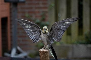 Opgezette valkparkiet taxidermie beschikbaar voor biedingen