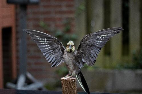 Opgezette valkparkiet taxidermie, Verzamelen, Dierenverzamelingen, Nieuw, Opgezet dier, Vogel, Ophalen of Verzenden