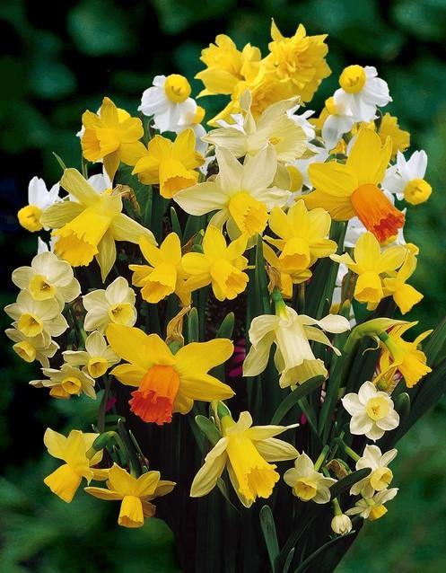 botaniscge narcis bollen, Tuin en Terras, Bloembollen en Zaden, Bloembol, Najaar, Volle zon, Ophalen of Verzenden