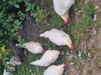 Poule de bresse kippen, Vrouwelijk, Kip