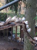 Diverse zebravinken, Dieren en Toebehoren, Vogels | Overige Vogels, Meerdere dieren