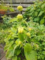 etage plant + vele andere soorten, Volle zon, Vaste plant, Zomer, Ophalen