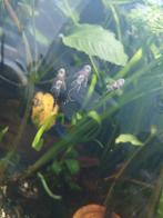 Baby algeneters / borstelneus / ancistrus, Vis, Zoetwatervis
