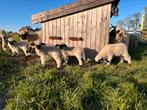 Walliser Schwarznase ramlammeren, Mannelijk, Schaap, 0 tot 2 jaar