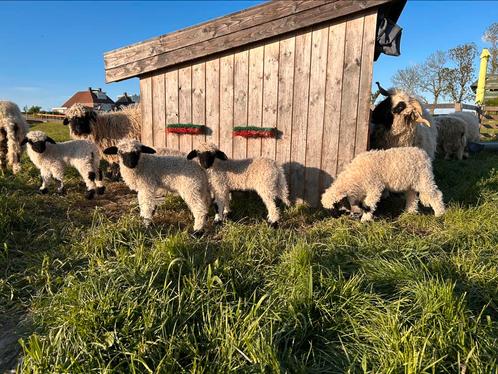 Walliser Schwarznase ramlammeren, Dieren en Toebehoren, Schapen, Geiten en Varkens, Schaap, Mannelijk, 0 tot 2 jaar