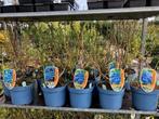 Blauwe Bes, Vaccinium corymbosum. NU € 2,95 en € 8,95., Ophalen, Volle zon, Vaste plant, Fruitplanten