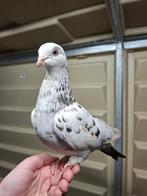 Gevonden duif, Dieren en Toebehoren, Vermiste en Gevonden Dieren, Vogel