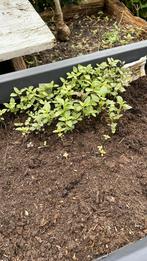 Leeuwenbekjes zaailingen, Tuin en Terras, Ophalen, Zomer, Overige soorten, Volle zon