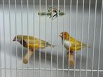 Gele gouldamadines - Chloebia gouldiae, Meerdere dieren, Tropenvogel, Geringd