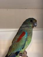 Veelkleuren pop 2022, Dieren en Toebehoren, Vogels | Parkieten en Papegaaien, Vrouwelijk, Parkiet