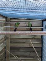 1x1 bergparkieten, Meerdere dieren