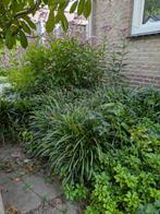 Lelie planten - gratis af te halen, Ophalen, Vaste plant, Siergrassen, Bloeit niet