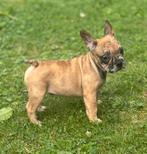 Prachtige Merle Franse Bulldog pups, Dieren en Toebehoren, Honden | Bulldogs, Pinschers en Molossers, CDV (hondenziekte), 8 tot 15 weken