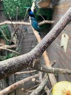 Koppel irena bulbul 2024, Mannelijk