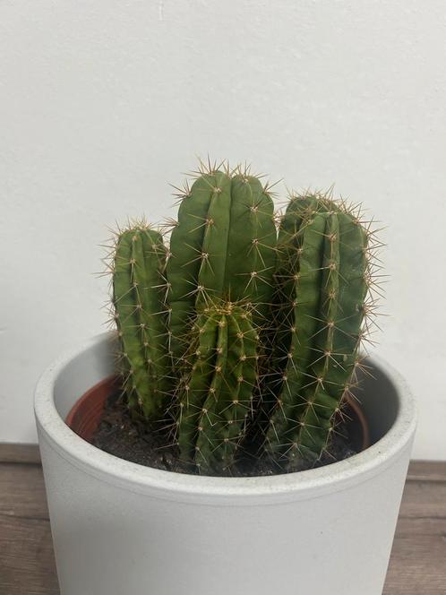 Scarlet hedgehog cactus, Huis en Inrichting, Kamerplanten, Cactus, Minder dan 100 cm, Ophalen
