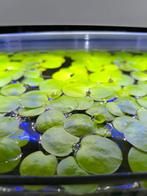 Mooie Aquarium drijfplanten, Ophalen, Nieuw, Plant(en), Steen of Hout