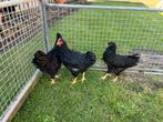 TE KOOP TRIO DUBBEL GEZOOMDE BARNEVELDERS, Dieren en Toebehoren, Pluimvee, Meerdere dieren, Kip