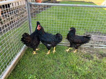 TE KOOP TRIO DUBBEL GEZOOMDE BARNEVELDERS beschikbaar voor biedingen