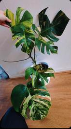 Monstera aurea yellow variegata, Huis en Inrichting, Kamerplanten, Ophalen, Halfschaduw, Minder dan 100 cm
