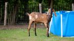 Nubische bok CL CAE vrij, Dieren en Toebehoren, Schapen, Geiten en Varkens, Mannelijk, Geit, 0 tot 2 jaar