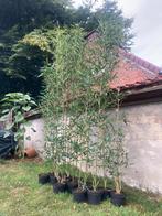 Bamboe Semiarundinaria fastuosa Viridis, Ophalen, Vaste plant, Siergrassen, Bloeit niet