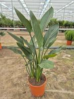 Strelitzia reginae, PARADIJSVOGELBLOEM, Ophalen, Zomer, Overige soorten, Volle zon