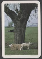 Schaap en Lammetje bij een wilgenboom Kaart is 17 x 11,5 cm, Verzamelen, Verzenden, 1980 tot heden, Gelopen, Overige thema's