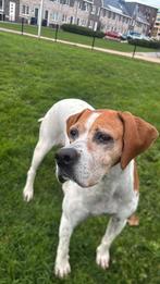 Esther lief teefje, Dieren en Toebehoren, Particulier, CDV (hondenziekte), Buitenland, Teef
