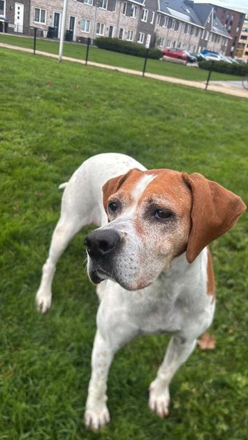 Esther lief teefje  beschikbaar voor biedingen