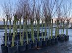 Knotwilg, Salix Alba, in diverse maten en prijzen!!, Halfschaduw, Overige soorten, Lente, 250 tot 400 cm