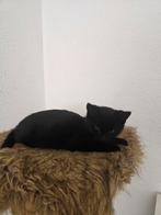Kittens, Dieren en Toebehoren