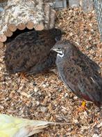 chinese dwergkwartels, Dieren en Toebehoren, Mannelijk