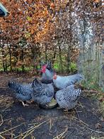 Amrock haan juli 2025 vriendelijke, Dieren en Toebehoren, Pluimvee, Mannelijk, Kip