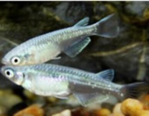 Medaka Mystic Grey - Koidream Valburg, Dieren en Toebehoren, Vissen | Aquariumvissen, Zoetwatervis, Vis