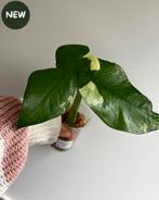 Syngonium Chiapense Albo Variegated 2, Ophalen of Verzenden, Halfschaduw, Minder dan 100 cm