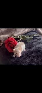 U kunt contact met opnemen voor beschikbaarheid van rittens, Dieren en Toebehoren, Knaagdieren, Rat, Augustus, Vrouwelijk, Tam