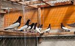 5 ekster duiven 2025, Dieren en Toebehoren, Geslacht onbekend