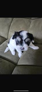 Mini maltezer kruising chihuahua vlinder hondje (boomer), Dieren en Toebehoren, Reu, 8 tot 15 weken, Eén hond, Chihuahua