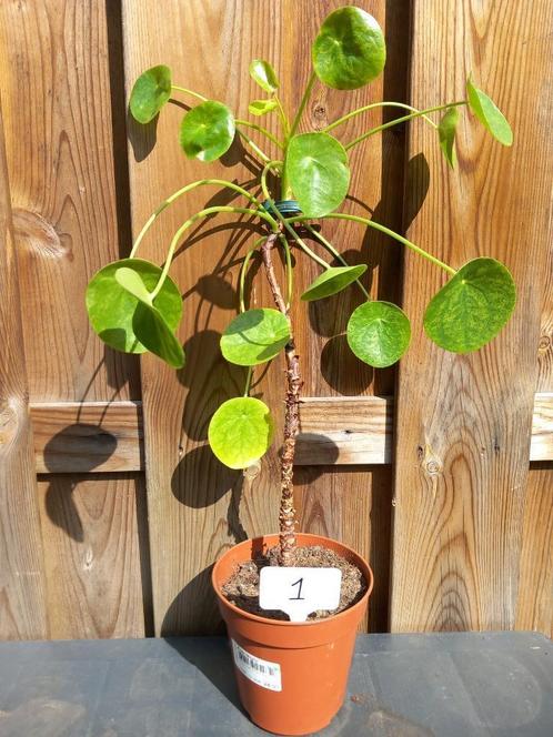 (Bijzondere) pannenkoekplanten MOJITO, Huis en Inrichting, Kamerplanten, Overige soorten, Minder dan 100 cm, Bloeiende kamerplant
