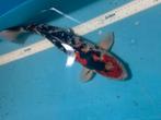 Koi karper ongeveer 40 cm, Dieren en Toebehoren, Vissen | Vijvervissen, Karper of Koi